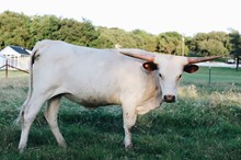 HK Lady Drover
