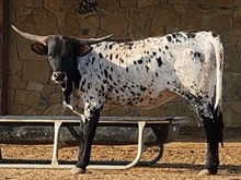 Del Charro x TLS Speckled Diamond