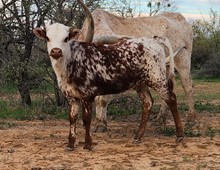 WL CHARRO'S DREAM GIRL