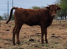 DEL CHARRO X HR REBEL BANG 22