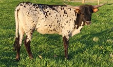 WL CHARRO'S AURORA