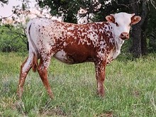 WL CHARRO'S DREAM GIRL
