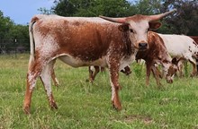 WL CHARRO'S CHARM