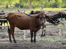MN Charro's Dark Red