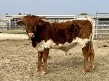LR Steer 41