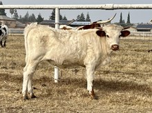 LR Steer 45