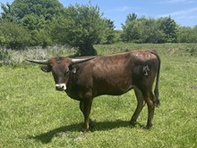 #2211 - HR Rose Bud x Del Charro